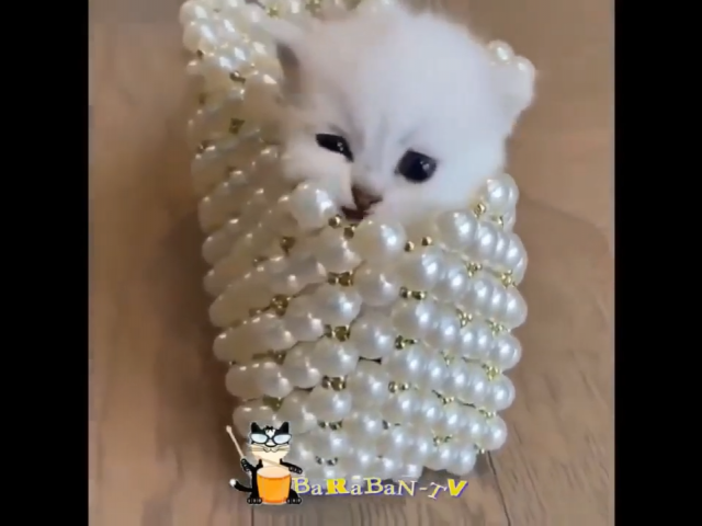 Сидоренко Рада викл. Мордасова С.О.