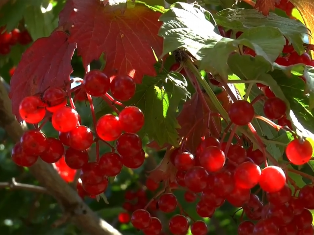 Спільний проект учнів вокально-хорового відділу "Червона калина"